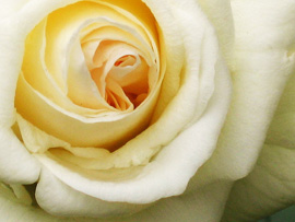 ורד לבן