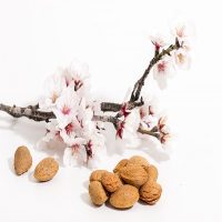 Almond Tree אילוסטרציה